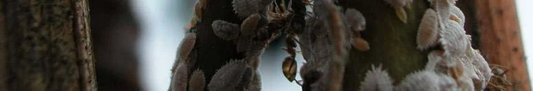 “Less-toxic” Ant Controls — photo 3