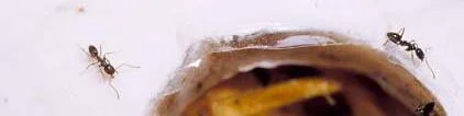 “Less-toxic” Ant Controls — photo 5