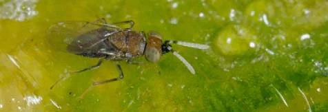 Release of mass reared parasities — photo 6