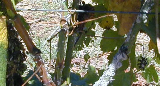 Sampling follows mealybug colonization — photo 14