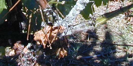 Sampling follows mealybug colonization — photo 17