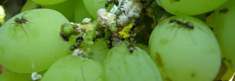 Sampling follows mealybug colonization — photo 3