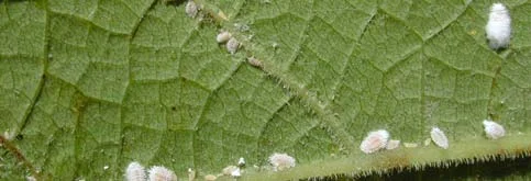 Sampling follows mealybug colonization — photo 8