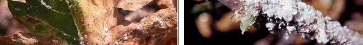 Scale insects found on: Leaves, Canes, trunk, fruit — photo 2