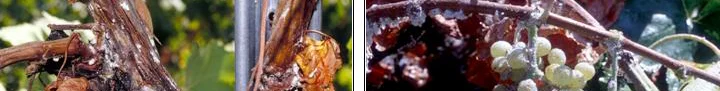 Scale insects found on: Leaves, Canes, trunk, fruit — photo 4