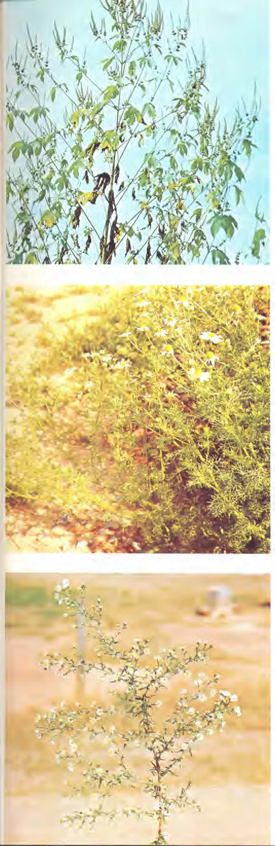 Anthemis cotula — photo 2