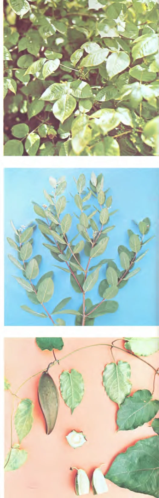 Asclepiadaceae — photo 2