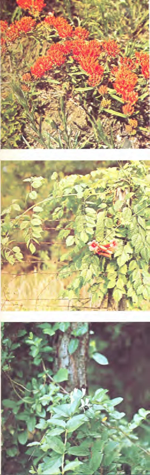 Asclepias tuberosa — photo 2