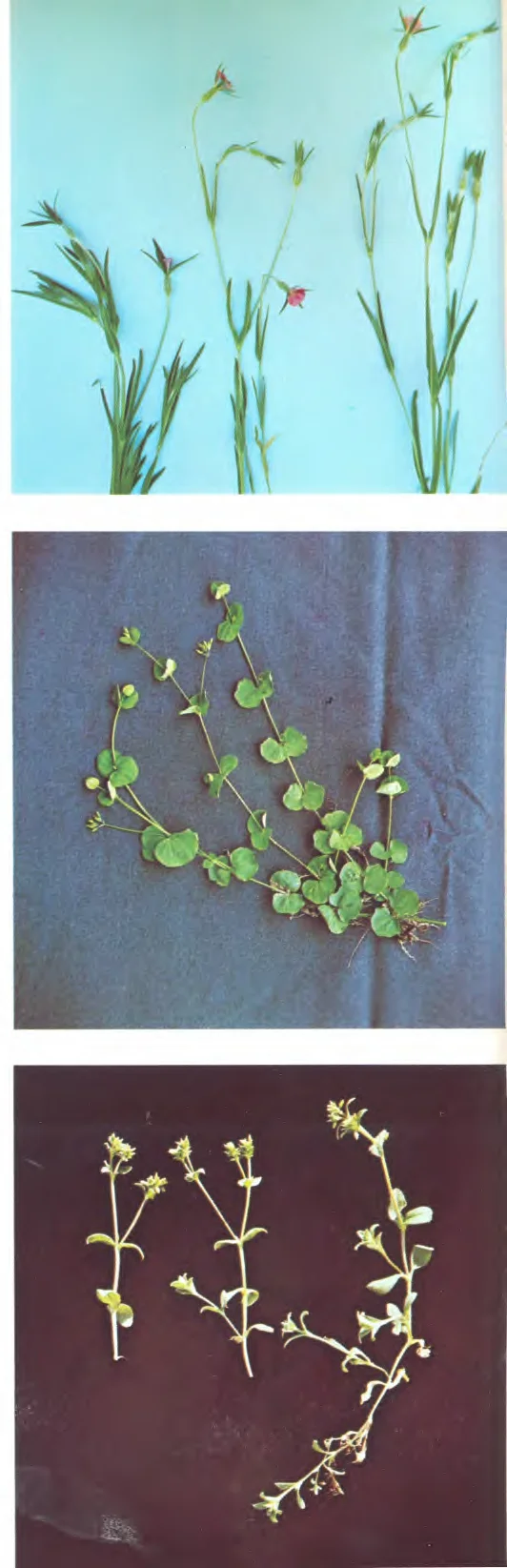 Caryophyllaceae — photo 2