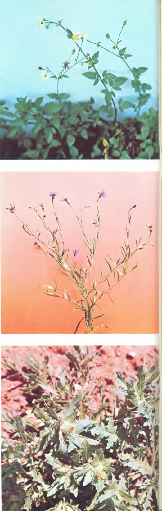 Centaurea cyanus — photo 2