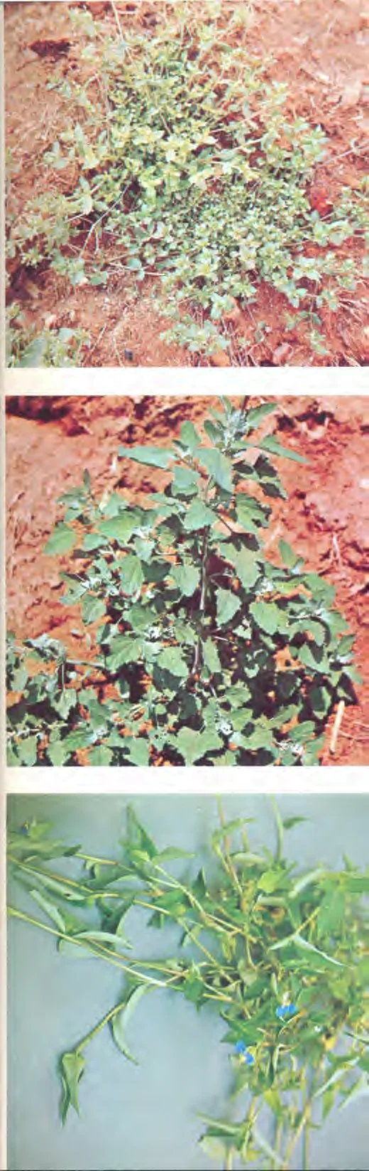 Chenopodíaceae — photo 2