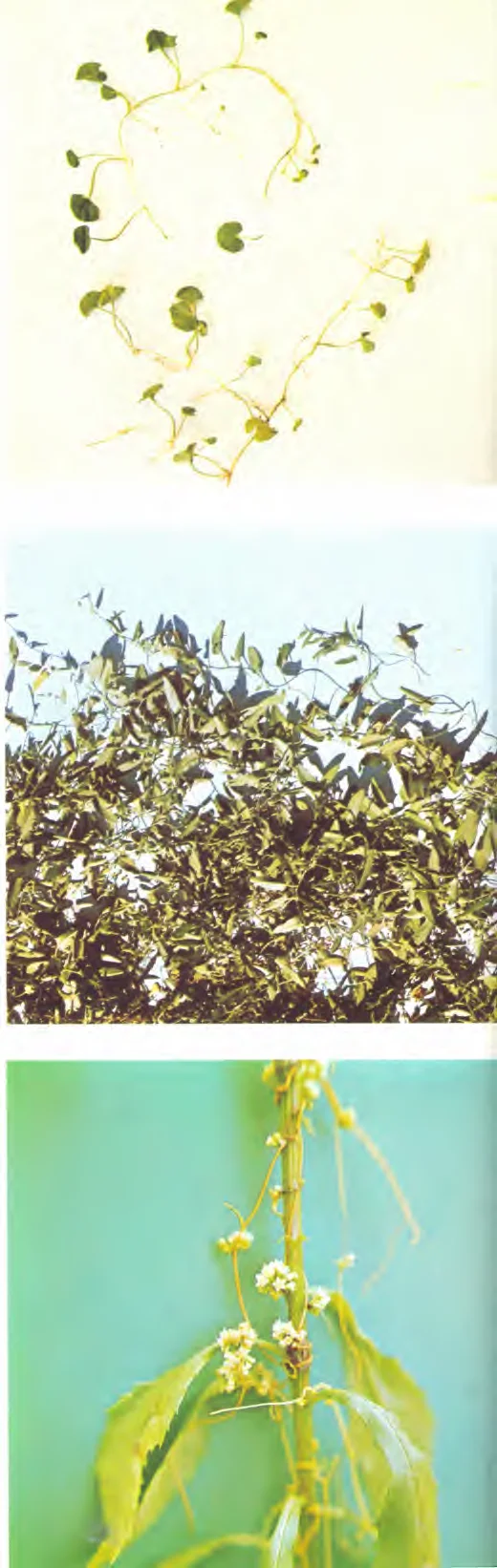 Convolvulaceae — photo 2