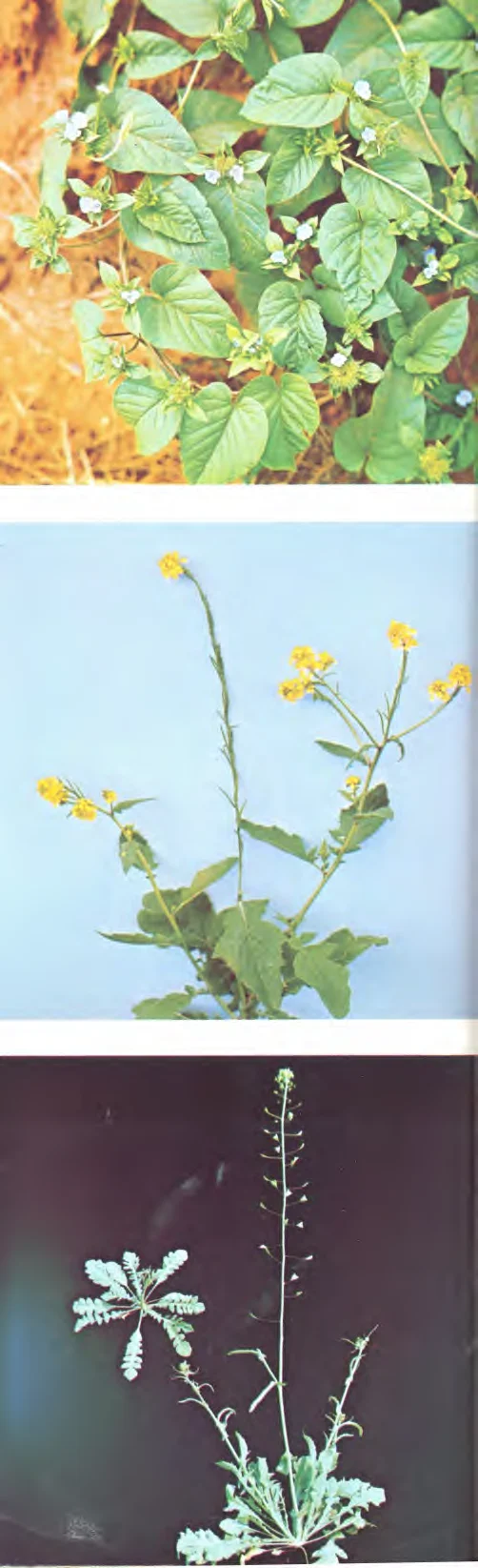 Crucíferae — photo 2