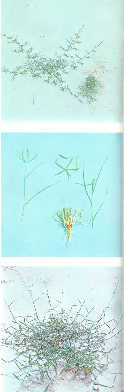 Cynodon dactylon — photo 2