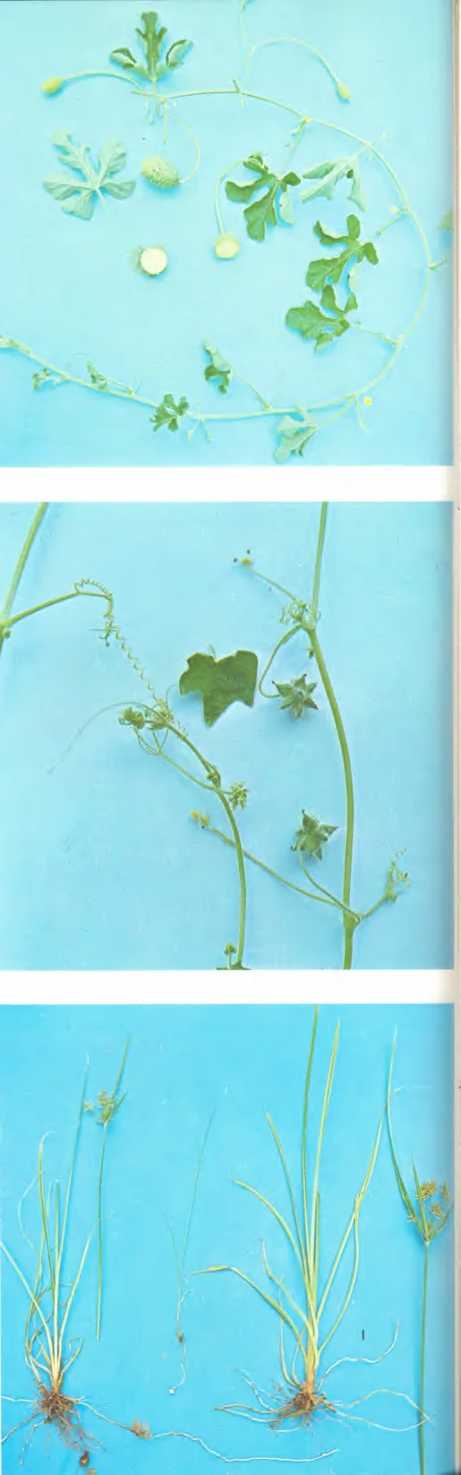 Cyperaceae — photo 2