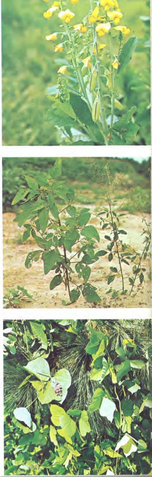 Desmodium tortuosum — photo 2