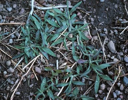 Dimension Controls these when Germinating — photo 2