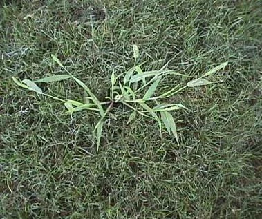 Dimension Controls these when Germinating — photo 3