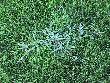 Dimension Controls these when Germinating — photo 5