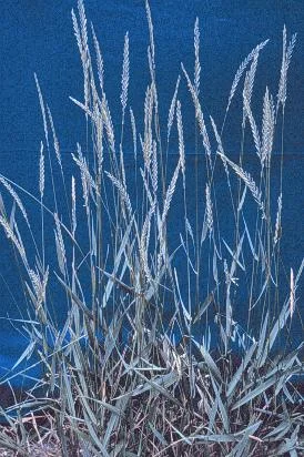 Dimension Controls these when Germinating — photo 6