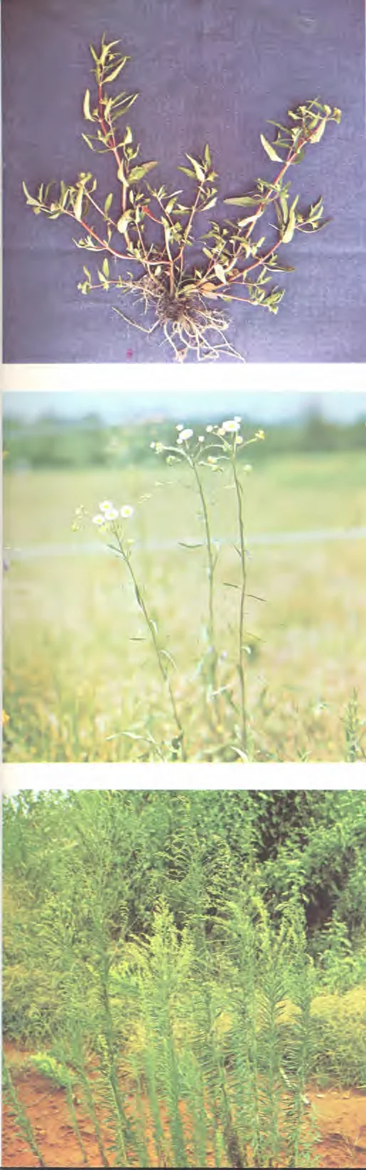 Erigeron annuus — photo 2