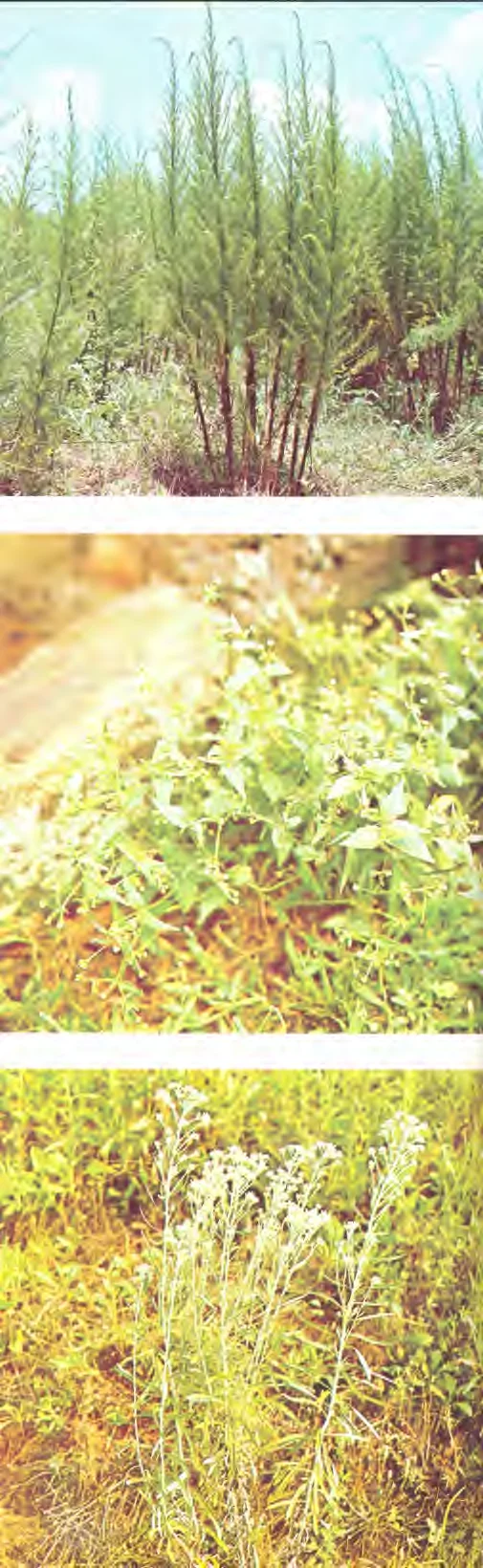 Eupatorium capillifolium — photo 2