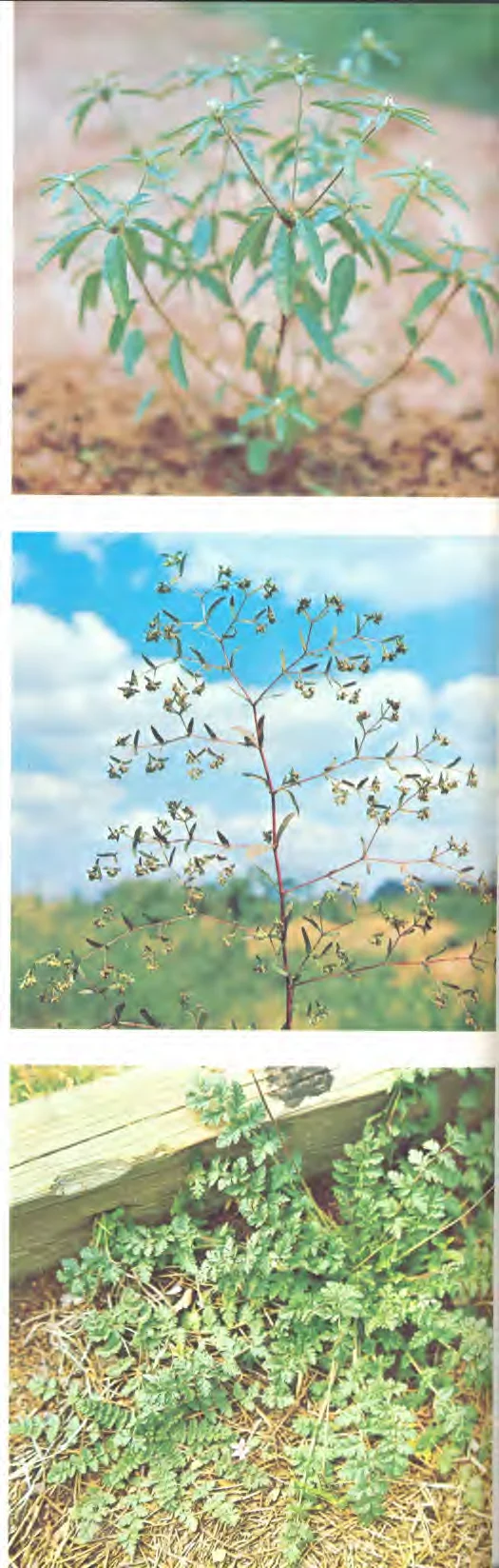 Geraníaceae — photo 2