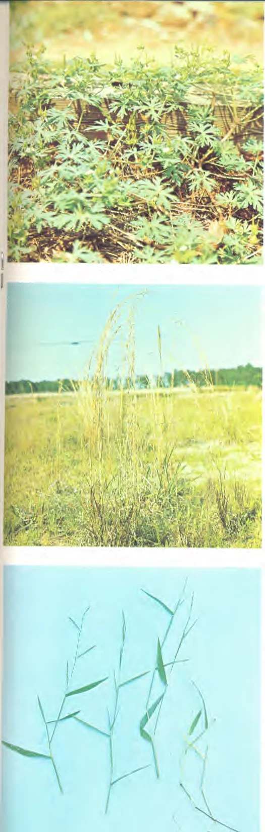 Gramineae — photo 2