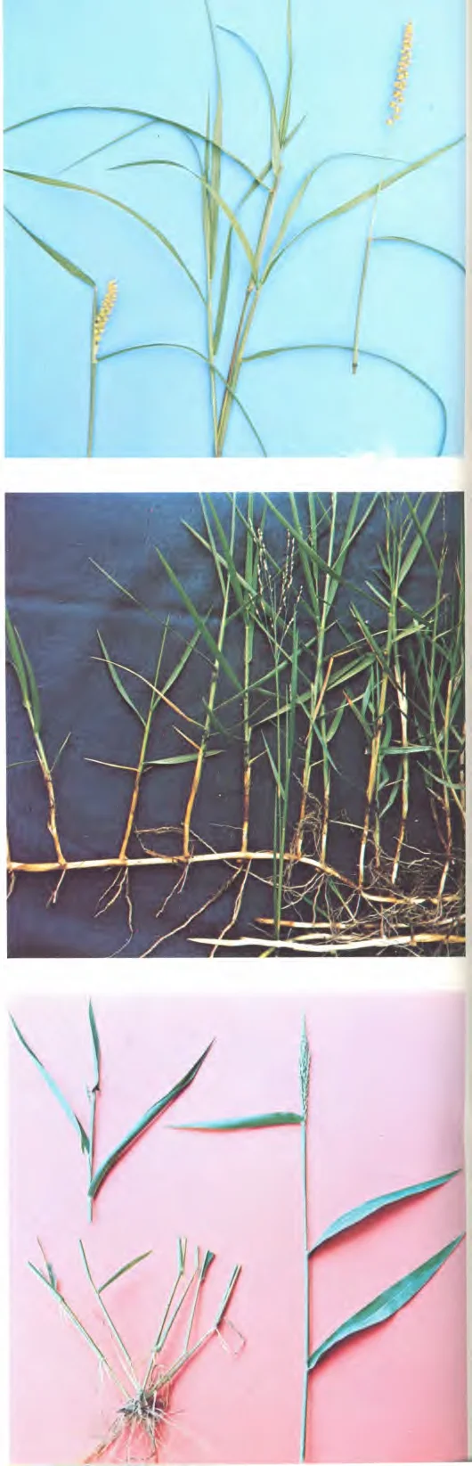 groves, cultivated fields and wastelands. — photo 2