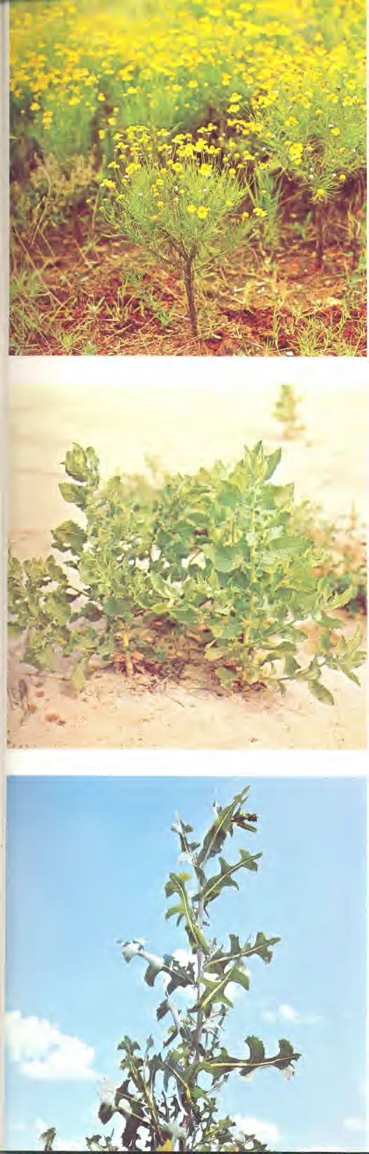 Helenium amarum — photo 2