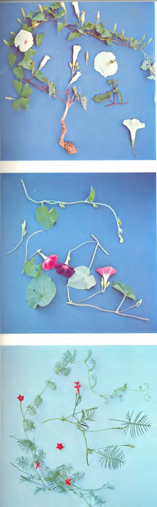 Ipomoea quamoclit — photo 2