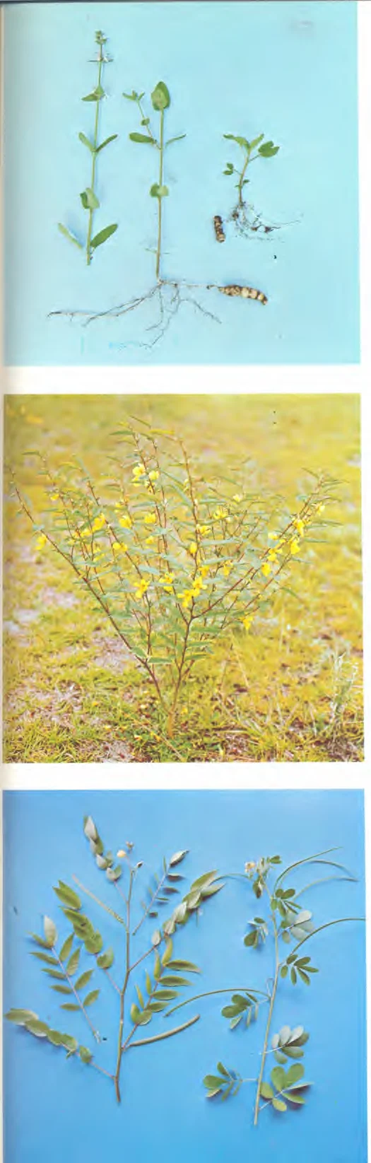 Leguminosae — photo 2