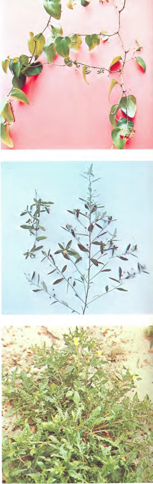 Malvaceae — photo 2