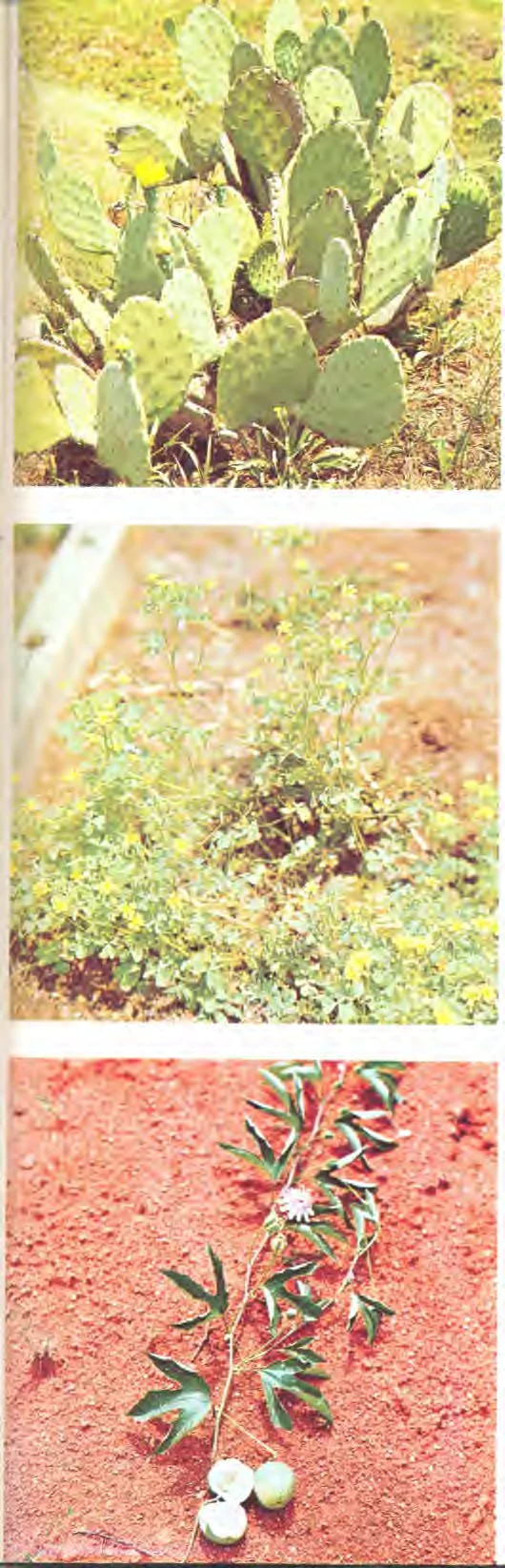 Passifloraceae — photo 2