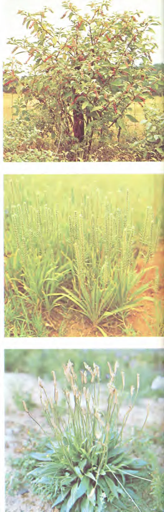 Plantaginaceae — photo 2