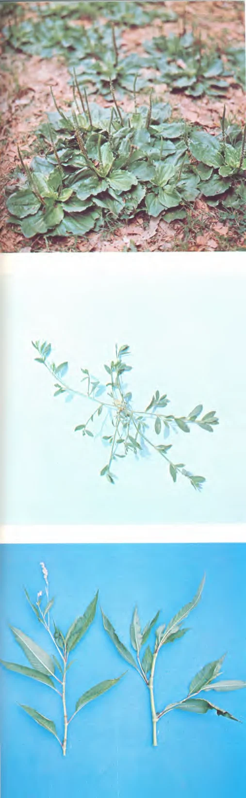 Polygonaceae — photo 2