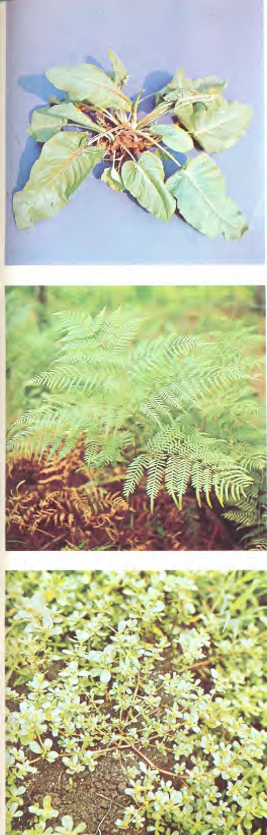 Portulacaceae — photo 2