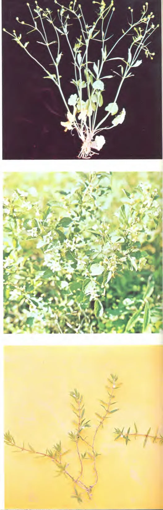 Rubiaceae — photo 2