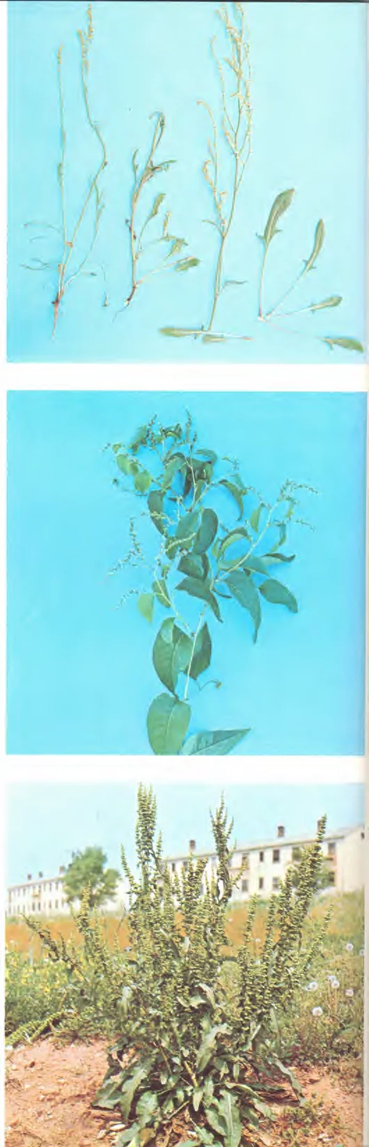 Rumex crispus — photo 2