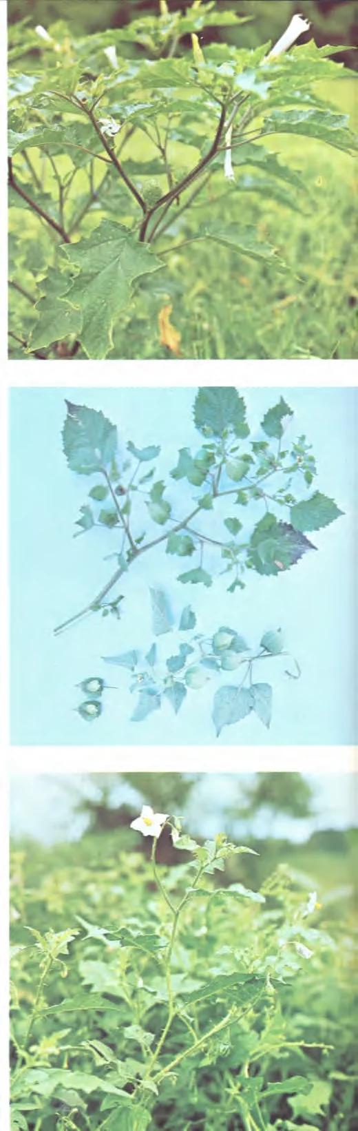 Solanaceae — photo 2