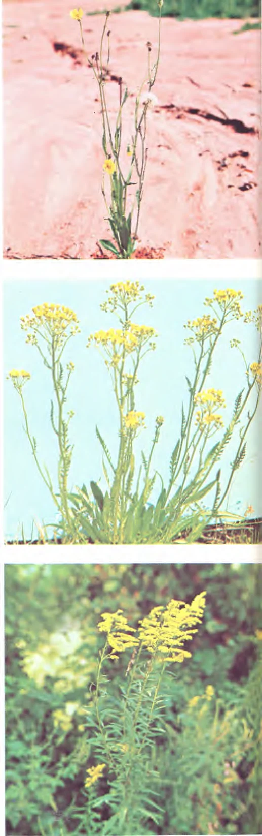 Solidago sp. — photo 2