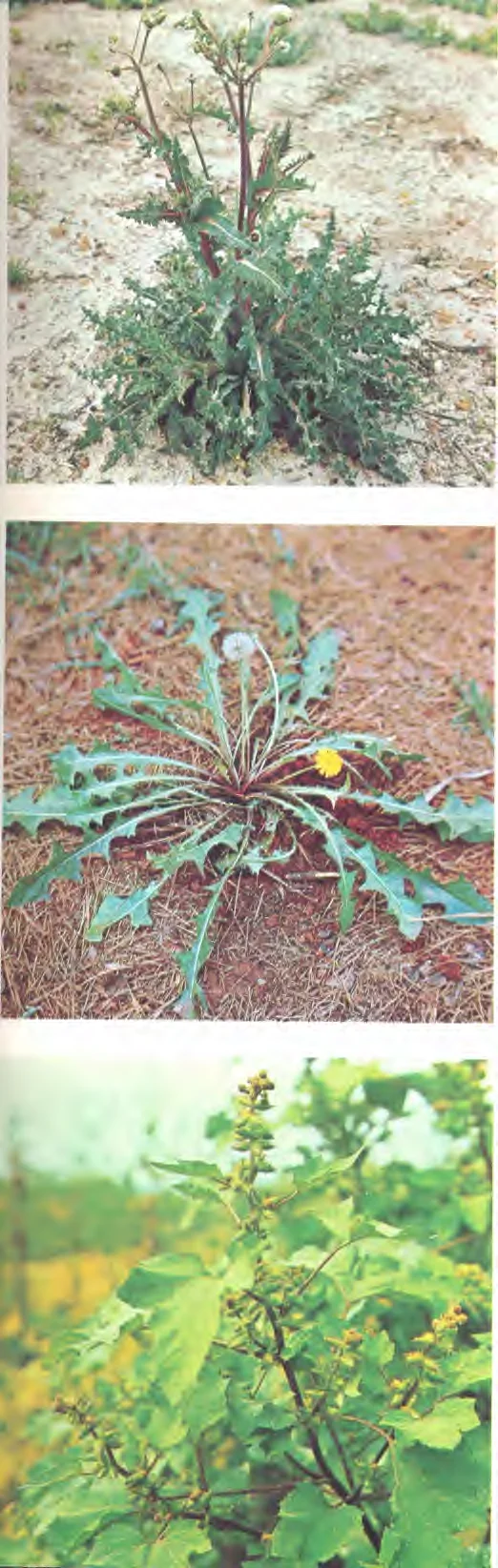 Taraxacum officinale — photo 2