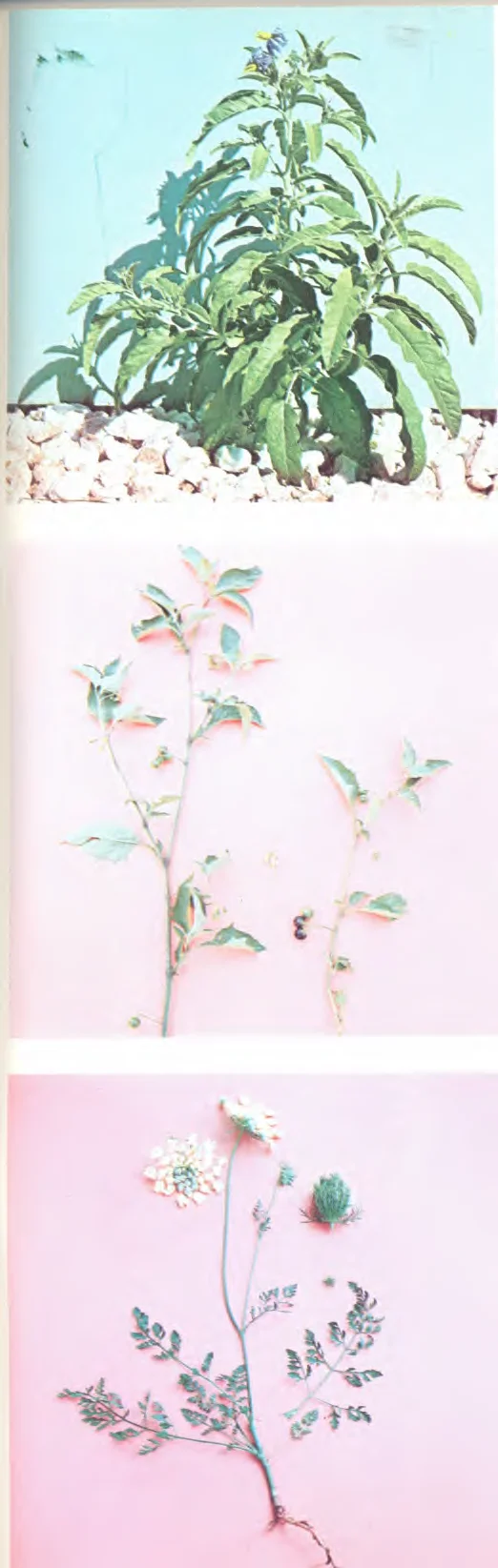 Umbelliferae — photo 2