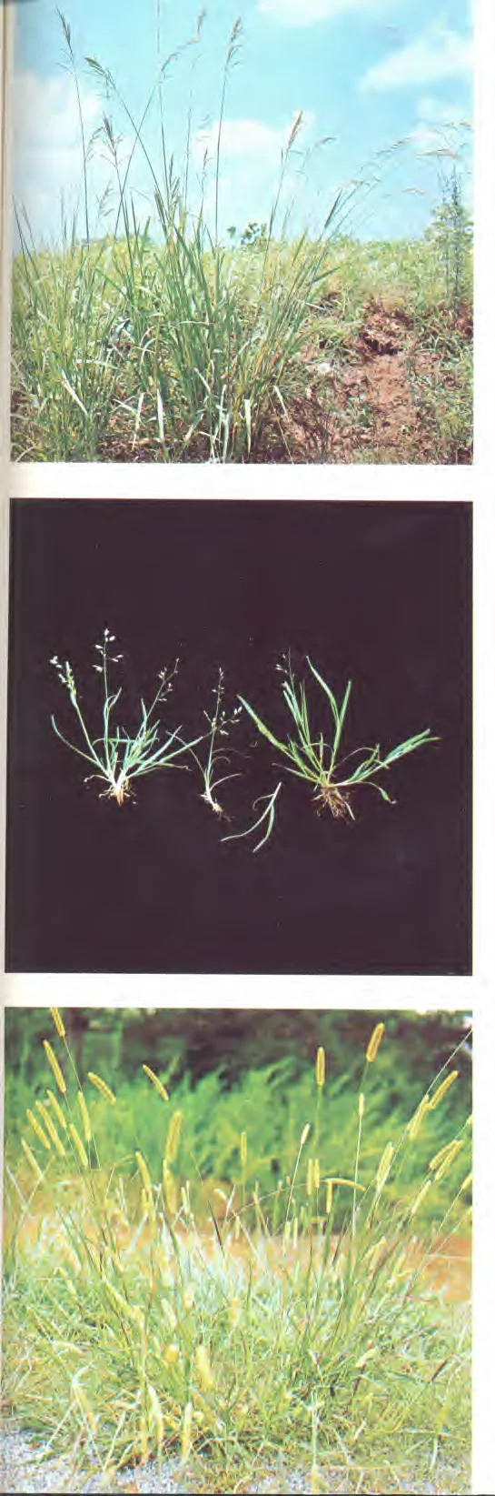 wastelands or generally moist soils. — photo 2