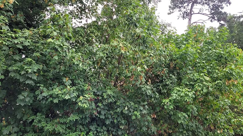 Drought Stress (N/A) — abiotic disorder in Middle Tennessee