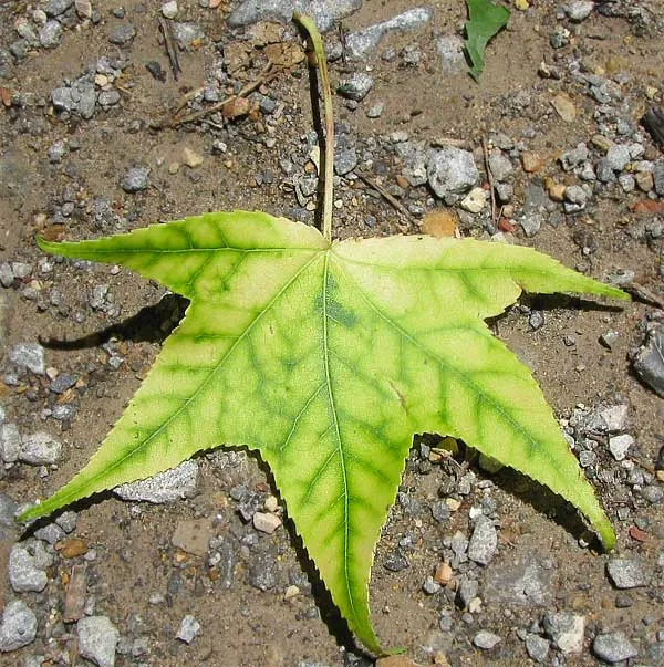 iron chlorosis abiotic disorder in Middle Tennessee