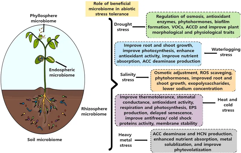 Physiological Drought Stress (N/A) — abiotic disorder in Middle Tennessee