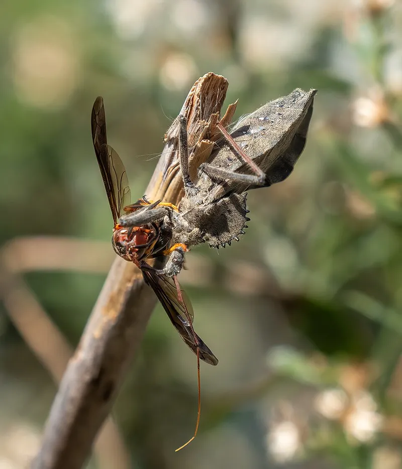 Assassin Bug (Arilus cristatus) β pest in Middle Tennessee