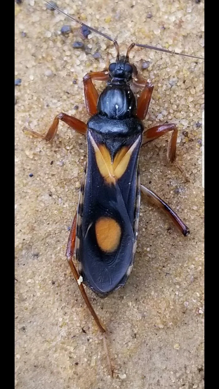 Assassin Bugs — photo 2