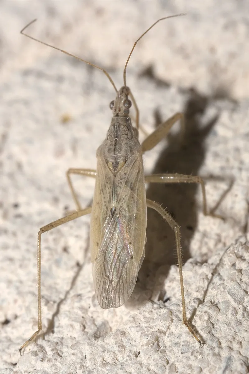 Damsel Bug (Nabis americoferus) β pest in Middle Tennessee
